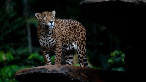 Un jaguar macho camina sobre una roca en el BioParque Vale Amazonia en el Bosque Nacional Carajas, municipio de Parauapebas, estado de Pará, Brasil, el 16 de mayo de 2023. (Foto de Mauro PIMENTEL/AFP) (Foto de MAURO PIMENTEL/AFP vía Getty Images )