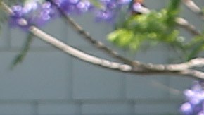 Jardinero en California