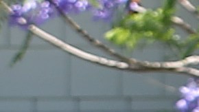 Jardinero en California