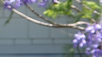 Jardinero en California