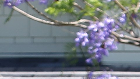 Jardinero en California