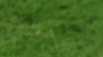 Lionel Messi y Lionel Scaloni.