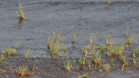 Texas extiende su cerca en la frontera con Ciudad Juárez y defensores de derechos humanos lo critican