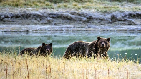US-PARKS-YELLOSTONE NATIONAL PARK