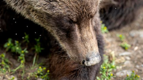 El oso mató a dos personas en el parque.