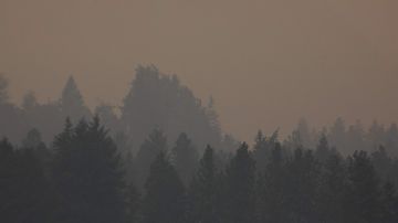 Más de 18,4 millones de hectáreas quemaron este año 2023 solo en Canadá, según el Centro Interagencial Canadiense de Incendios Forestales.