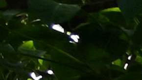 La policía de Pakistán desmantela una red de tráfico de órganos que extrajo riñones de cientos de personas