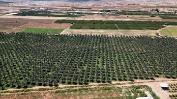 Campo agrícola en Israel.
