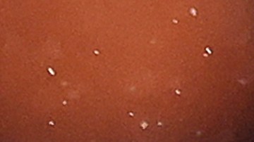 Carlos Vela, jugador de Los Ángeles FC.