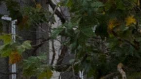 Agentes de policía afuera de la oficina de visas del consulado chino, donde un vehículo se estrelló contra el edificio.