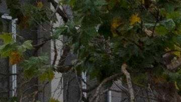 Agentes de policía afuera de la oficina de visas del consulado chino, donde un vehículo se estrelló contra el edificio.