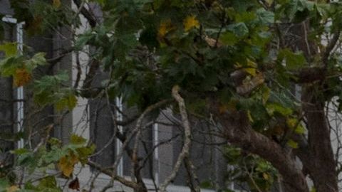 Agentes de policía afuera de la oficina de visas del consulado chino, donde un vehículo se estrelló contra el edificio.