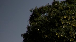 Dejaron EE.UU. para ir a luchar con "cuchillos y gas pimienta" a Israel contra milicianos de Hamás