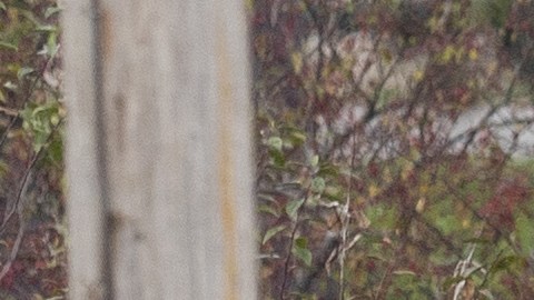 La presencia policial en la zona se ha incrementado significativamente, mientras los grupos de búsqueda intensifican sus esfuerzos para capturar al sospechoso.