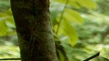 El FBI busca más evidencias en Carolina del Norte.