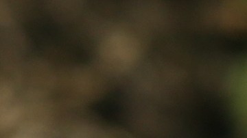 Un hombre se enfrentó contra un enorme canguro en Australia.