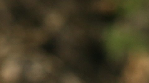 Un hombre se enfrentó contra un enorme canguro en Australia.