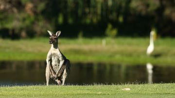 Un hombre se enfrentó contra un enorme canguro en Australia.