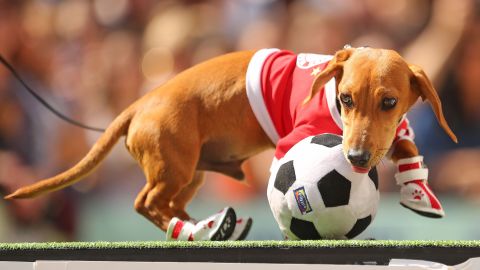 Los perritos fueron los protagonistas del encuentro entre Fortaleza y América-MG.