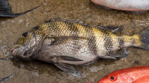 sheepshead