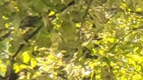 El defensor del pueblo Jumaane Williams recordó en su discurso los negros, latinos y pobres que han sido privados de la libertad por crímenes que no cometieron.