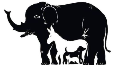 Animales reto visual