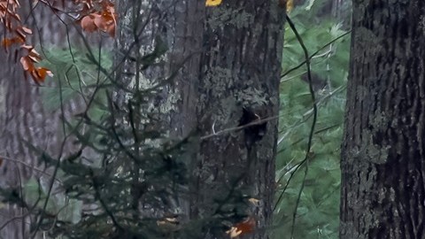 No significa que pasó el peligro: levantan orden de refugio en Maine, pero tiroteador sigue prófugo