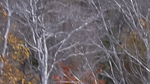 Tiroteo en Maine