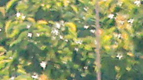 Fuerzas israelíes en Gaza