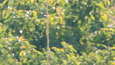 Fuerzas israelíes en Gaza