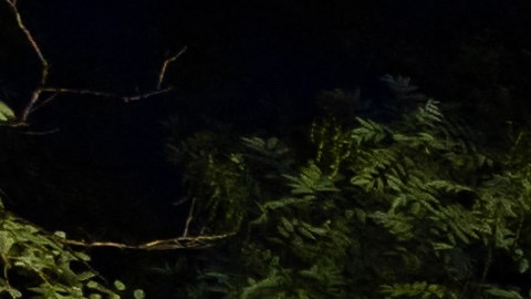 El Lightscape estará abierto al público hasta el 1 de enero 2024