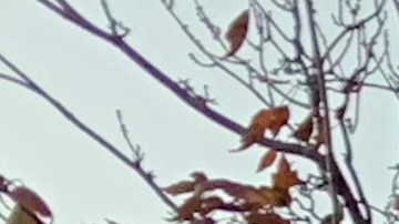 Promueven proyecto de ley en la Gran Manzana para garantizar mayor equidad en transplantes de órganos