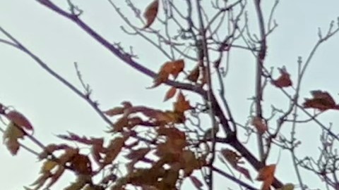 Promueven proyecto de ley en la Gran Manzana para garantizar mayor equidad en transplantes de órganos