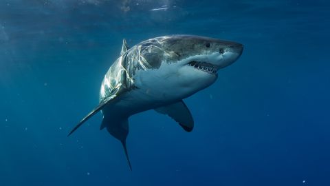 Tiburón