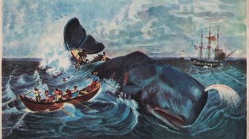 La caza de ballenas era un negocio muy lucrativo en el siglo XIX, cuando se usaba el aceite de cachalote para encender las lámparas y para hacer velas y jabón.