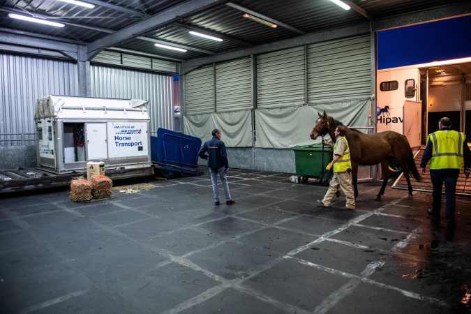 Estos son los tipos de andenes en los que viajan los caballos abordo de los aviones. Esta es una imagen falsa y no pertenece a este caso. (Foto: MARTIN BUREAU/AFP via Getty Images)