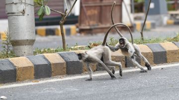 En la India las bandas de monos asesinos son un problema real en las calles.