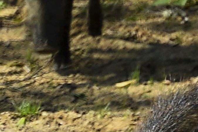 Los llamados "súper cerdos" ya han causado alrededor de $2,500 millones de dólares en daños a los cultivos estadounidenses anualmente. (Foto: ISHARA S. KODIKARA/AFP via Getty Images)