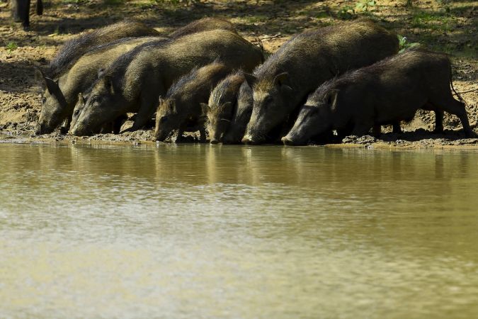 Los llamados "súper cerdos" ya han causado alrededor de $2,500 millones de dólares en daños a los cultivos estadounidenses anualmente. (Foto: ISHARA S. KODIKARA/AFP via Getty Images)