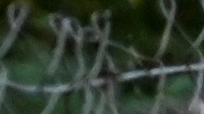 Posible invasión de "súper cerdos" en el norte de Estados Unidos.