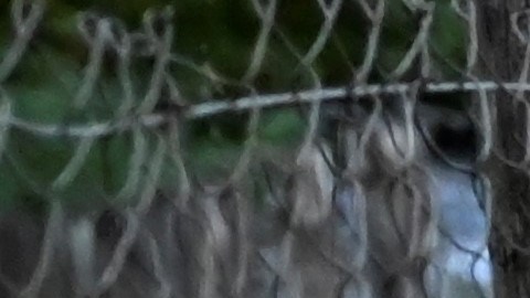 Posible invasión de "súper cerdos" en el norte de Estados Unidos.