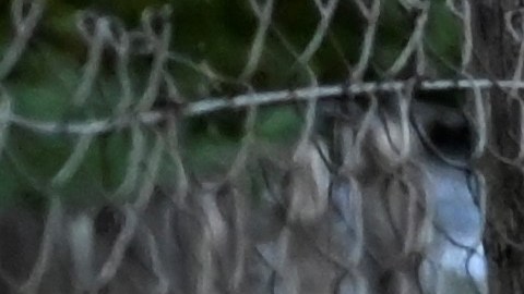 Posible invasión de "súper cerdos" en el norte de Estados Unidos.