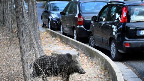 Posible invasión de "súper cerdos" en el norte de Estados Unidos.