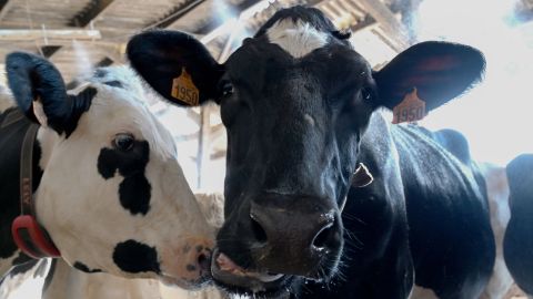 Las vacas que necesitan ser atadas se suelen utilizar en entornos de rodeo.