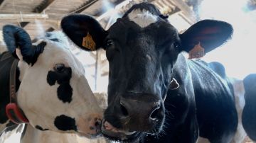 Las vacas que necesitan ser atadas se suelen utilizar en entornos de rodeo.