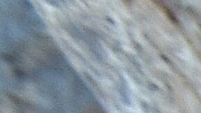 6,000 kilogramos de colmillos de elefante incautados en Kuala Lumpur.