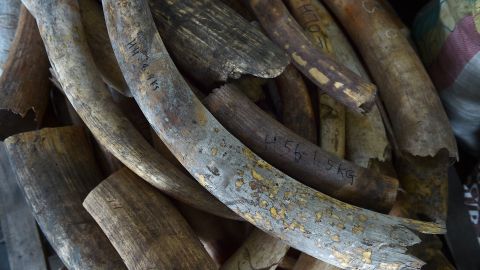 6,000 kilogramos de colmillos de elefante incautados en Kuala Lumpur.