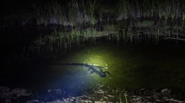 Dos ataques de caimanes en Alexander Springs en el condado de Lake.