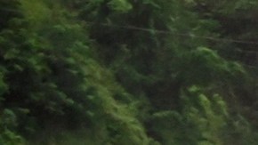 Trasladaron a frontera con Guatemala a migrantes que estaban varados en Honduras: seguirán hacia EE.UU.