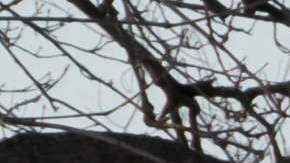 Tormenta de nieve en Buffalo, Nueva York